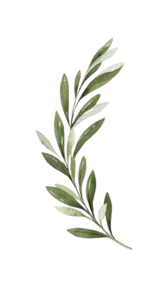 Olive Leaf